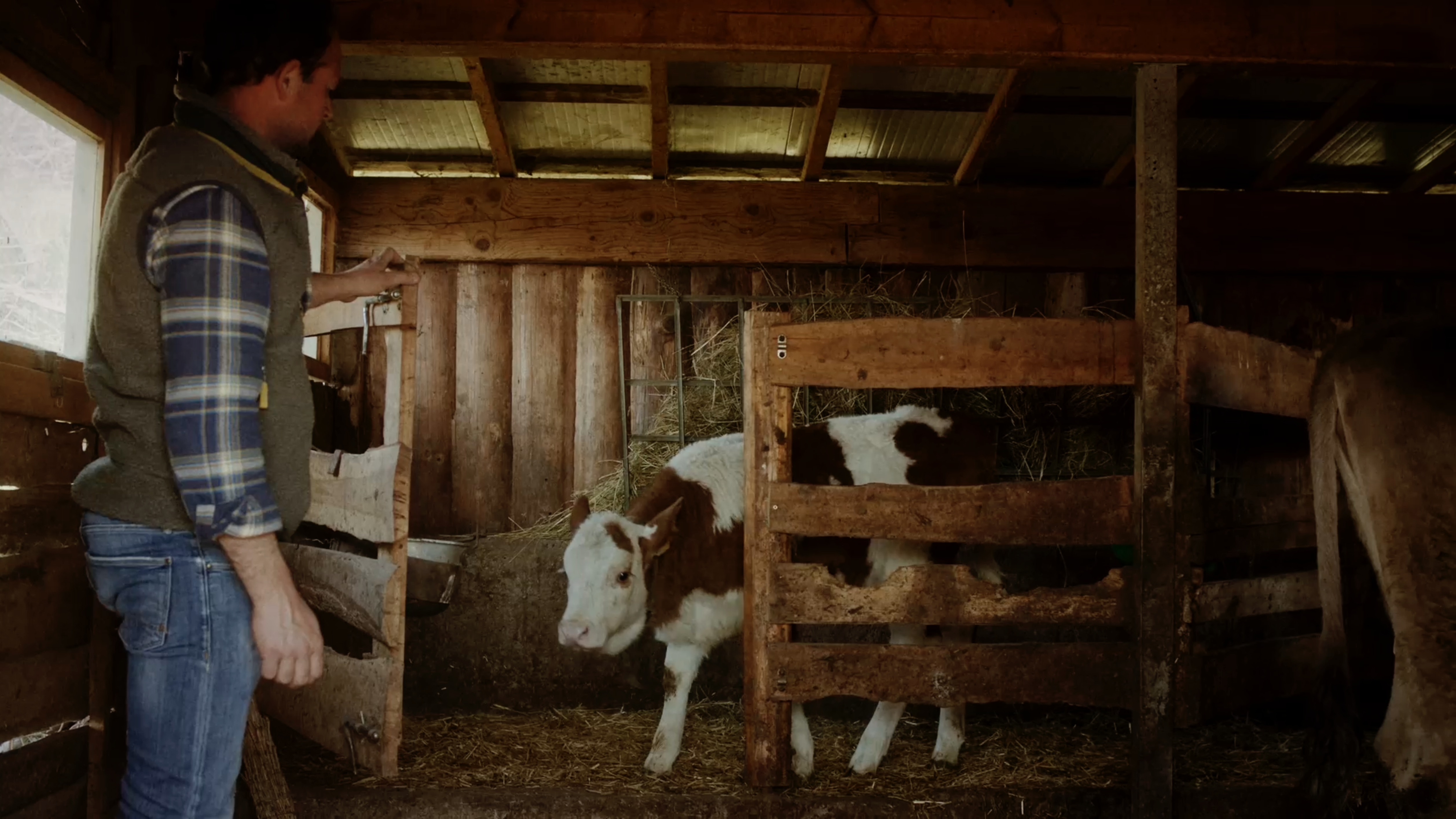 Cheese, wine and circular agriculture: The Best taste that respects nature 1 cow in a barn and cheese