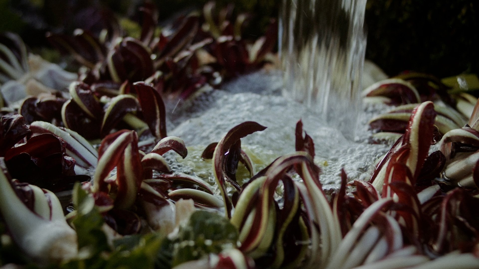 Radicchio di Treviso: The Flower of Winter 3 winter flower